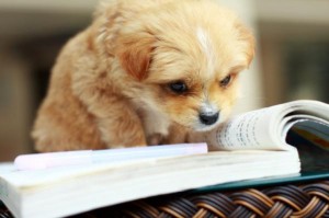 Puppy Study Picture of a puppy studying. I know. Awesome.