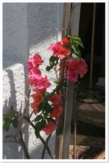 bouganvillea