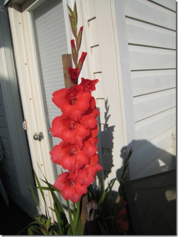 gladiolus