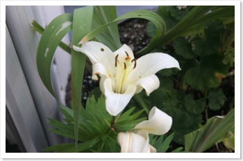 lily