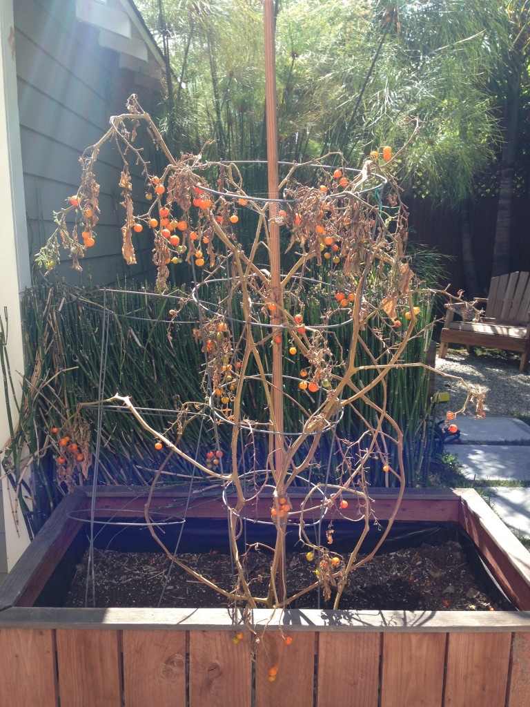 Final Harvest