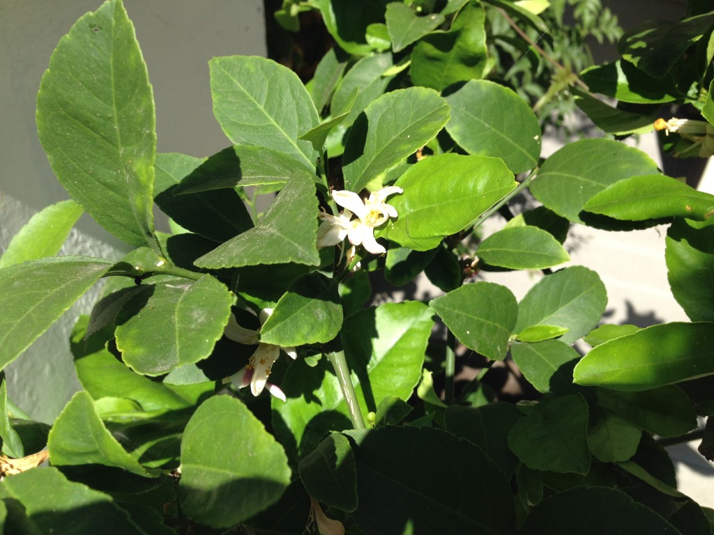 photo 3 (1)